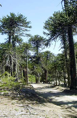 Araukarienwald in
                        Villa Pehuenia, Provinz Neuqu�n, Argentinien