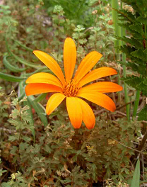 Mutisienblume