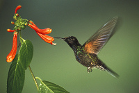Kolibri