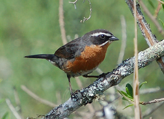 Pajarito en
                        Patabonia, por ejemplo "Sietevestidos"
                        (Poospiza nigrorufa) de la regi�n "R�o
                        Negro"