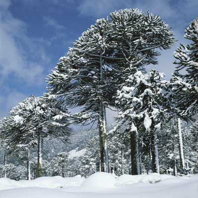 Bosque de araucarias (bosque de pehuen)
                            en invierno en Chile
