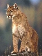 Die Mapuche haben den Puma im Blut