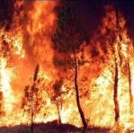 Zwei St�ckchen waren so
                                      heiss, dass sie einen Waldbrand
                                      ausl�sten