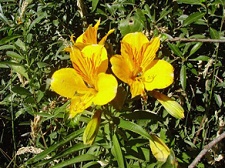 Blutstropfen vom Herz der Amancay lassen
                      Blumen wachsen