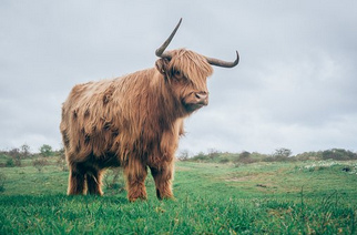 Toro