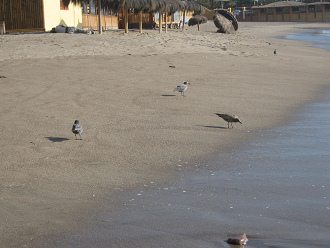Laucho-Strand, M�wen am Strand
                                (01)