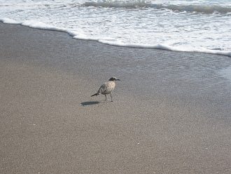 Laucho-Strand, M�wen am Strand
                                (02)