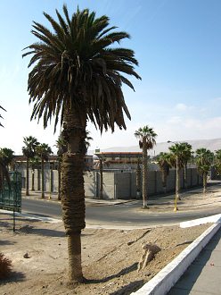 Palmera