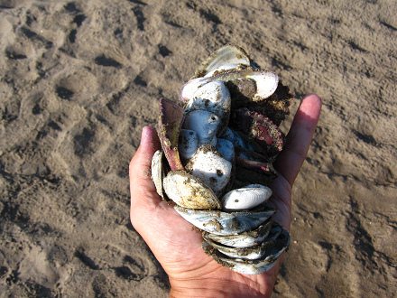 Colecci�n de conchas del mar