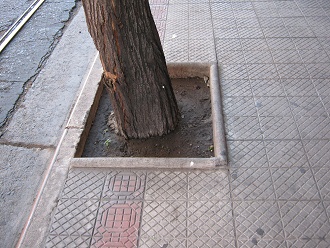 Bordillo de �rbol con acera de mayolicas
