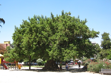 Plaza Brasil, un �rbol como una bola