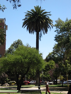Plaza Brasil, palmera grande (palma
                        chilena)