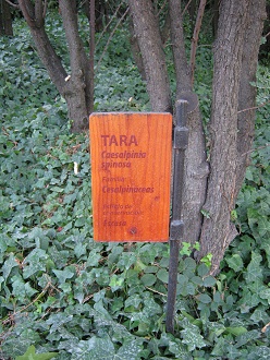 Jard�n Bot�nico
                                  "Mapulemu", la placa del
                                  �rbol Tara