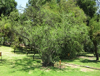 Der
                          Chilenische Pfefferbaum (span. Huing�n)