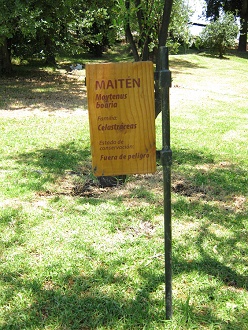 Tafel
                          des Mait�n (lat. Maytenus boaria)