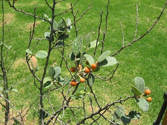 Bl�ttchen und Beeren des Azara-Strauchs
                          (span. Corcol�n, lat. Azara dentata)