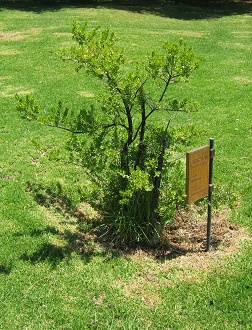 Die
                          Chilenische Myrte (span. Array�n, lat. Luma
                          apiculata)