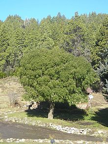 Ausgewachsener Mait�n-Baum