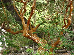 Chilenische Myrte (span. Array�n) mit
                            braunem, gewundenem Stamm, der sich selber
                            sch�lt