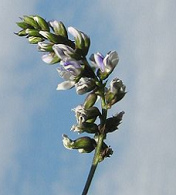 Cul�n-Bl�ten in blassem Blau