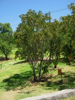 �rbol
                        del Quebracho