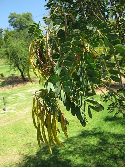 Ramas con hojas pinnat�fidas del Quebracho