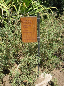 Placa de la Flor de San Jos� (lat.
                          Oenothera affinis, tb. Oenothera stricta