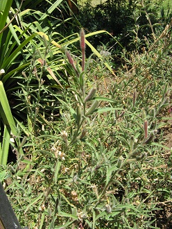 Flor de San Jos� (lat. Oenothera
                          affinis), primer plano