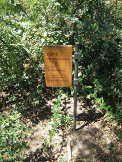Placa de la �ipa (lat. Escallonia rubra)