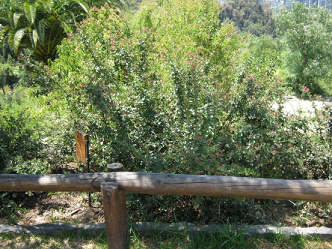 �ipa (lat. Escallonia rubra) con un cerco
                          de madera