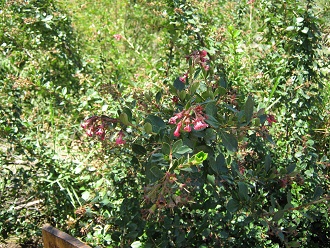 �ipa
                          (lat. Escallonia rubra), primer plano