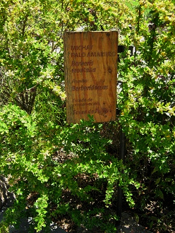 Placa del arbusto Michay Palo Amarillo
                            (lat. Berberis montana)
