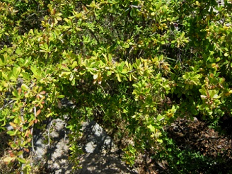 Michay Palo Amarillo (lat. Berberis
                          montana), primer plano