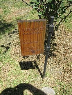 Placa del Corcol�n (lat. Azara dentata)