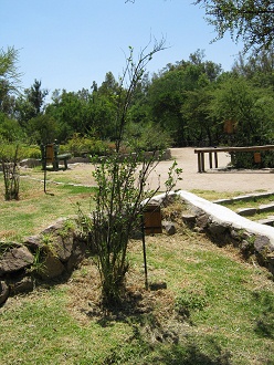 Arbusto Corcol�n (lat. Azara dentata)