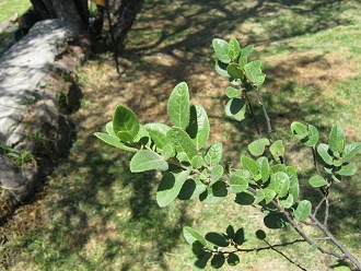 Arbusto Corcol�n (lat. Azara dentata),
                          primer plano