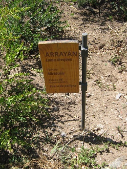 Placa del Array�n (lat. Luma chequen)