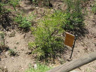 Array�n
                          (lat. Luma chequen), mirto blanco chileno