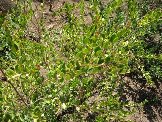 Array�n (lat. Luma chequen), mirto blanco
                          chileno