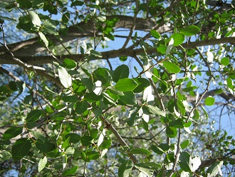 Hojitas del Quillay (lat. Quillaja
                          saponaria), primer plano