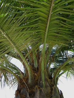 Palma chilena (lat. Jubaea chilensis),
                          prolongaci�n de las hojas