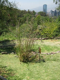 Chilco
                          (lat. Fuchsia magellanica)