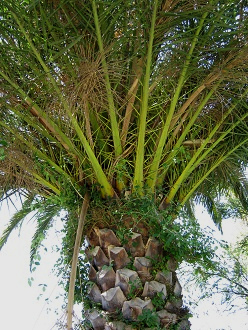 Prolongaci�n de las hojas pinnat�fidas
                            de la Palma chilena (lat. Jubaea chilensis)