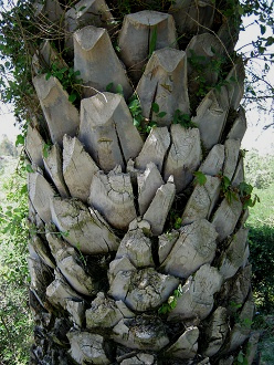 La corteza de la Palma chilena (lat.
                          Jubaea chilensis)