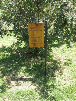 Placa del �ipa (lat. Escallonia rubra)