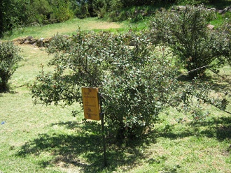 �ipa (lat. Escallonia rubra) en el pasto