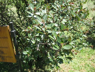 �ipa
                          (lat. Escallonia rubra), primer plano