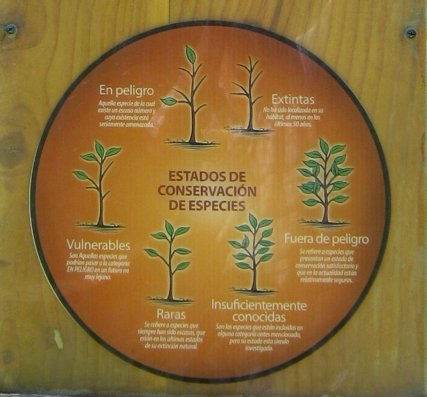 Placa
                          grande para desarrollo sostenible integral,
                          dise�o gr�fico con los grados de
                          distribuciones de las plantas: extintas, en
                          peligro, vulnerable, raras, insuficientemente
                          conocidas, y fuera de peligro.