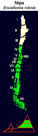 �ipa (lat. Escallonia rubra), mapa
                                y dise�o gr�fico de la distribuci�n de
                                la 4� a la 12� regi�n en Chile central y
                                en el sur de Chile
