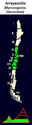 Arrayancillo (lat. Myrceugenia
                                lanceolata), mapa y dise�o gr�fico de la
                                distribuci�n de la 4� a la 9� regi�n de
                                Chile
